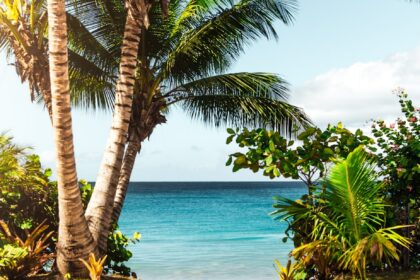 coconut tree on beach