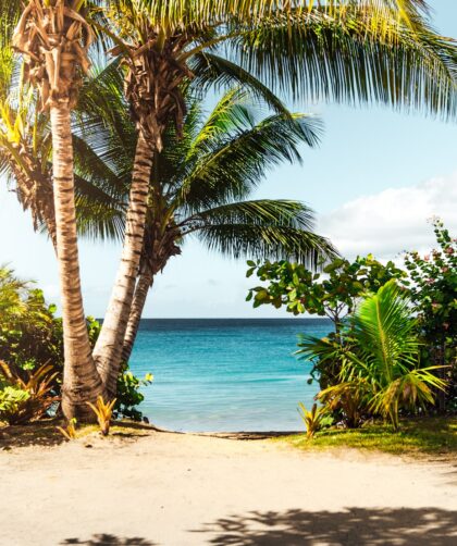 coconut tree on beach