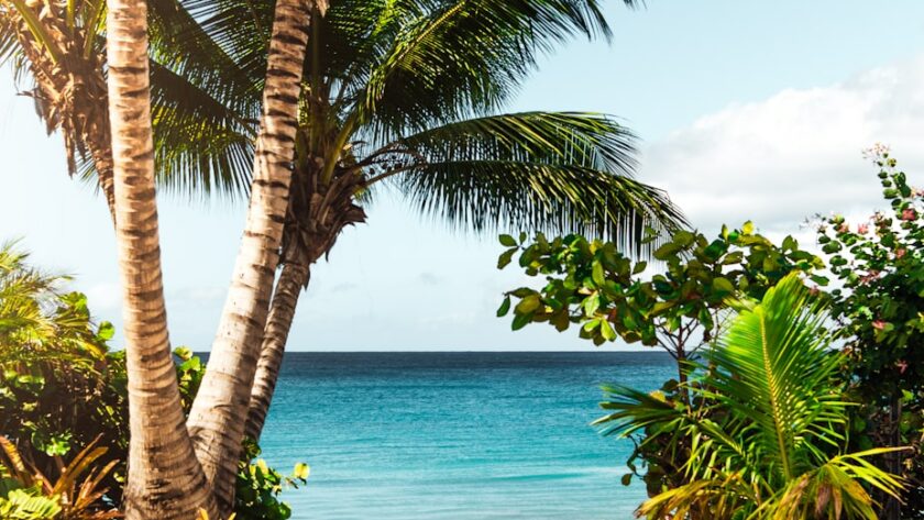 coconut tree on beach